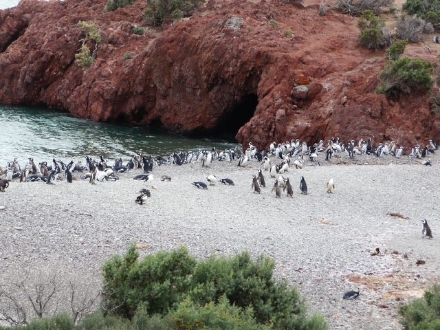 Penguin Colony, Argentina.JPG
